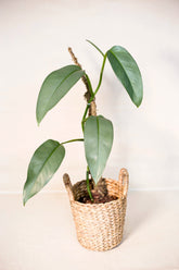 Epipremnum sp. Salaka